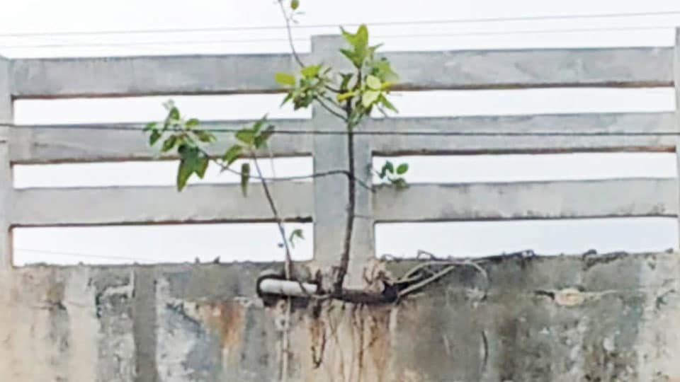 Plant growing on M.G. Road bridge is weakening the structure