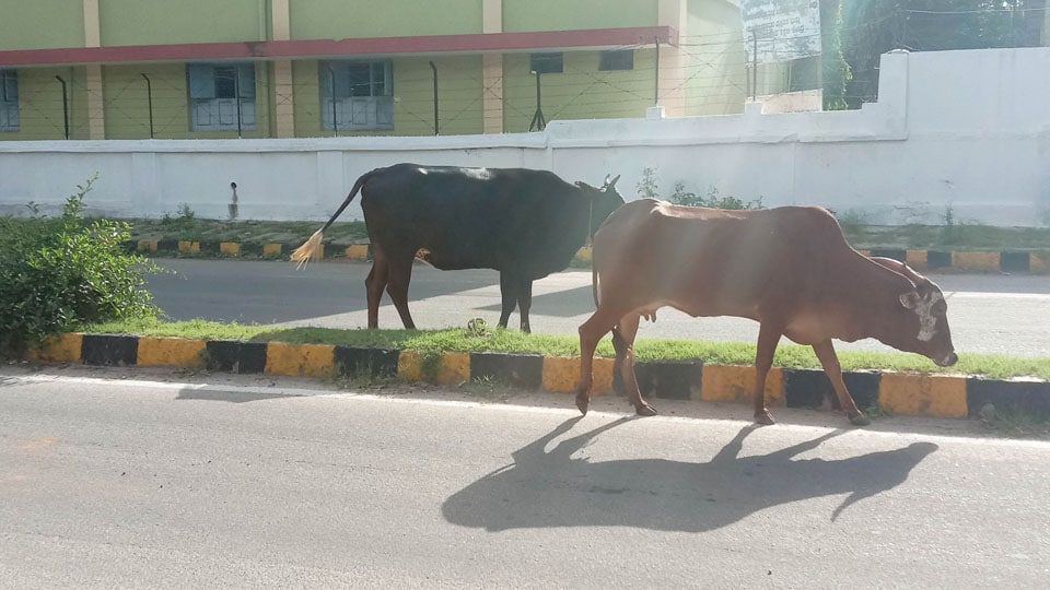 Stray cattle, a menace on busy Narayana Shastri Road