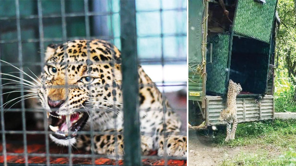 Rescued leopard treated and released into forest