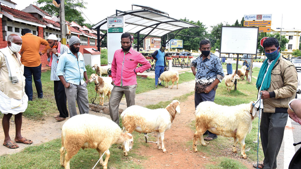 Sheep traders lean on cyber world to meet Bakrid demand