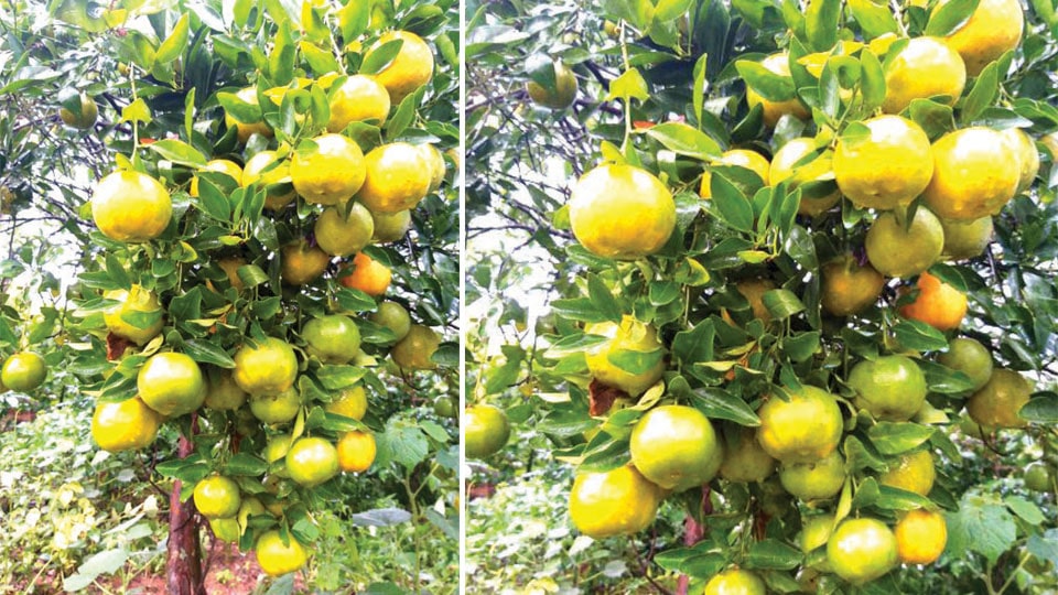 54,000 saplings to be distributed to popularise Kodagu Orange
