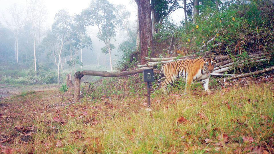 Nagarahole, Bandipur Top 3 in Tiger Census