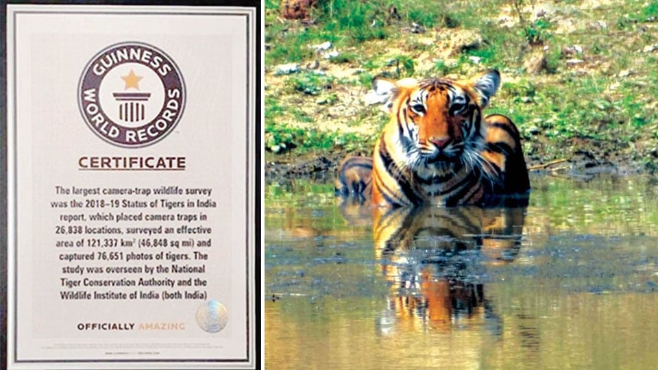 India’s 2018 tiger census creates Guinness record for largest camera trap survey