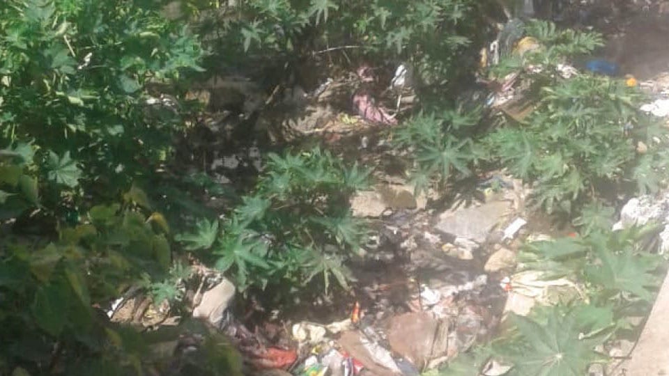 Plea to remove plants grown inside drain at Gandhinagar