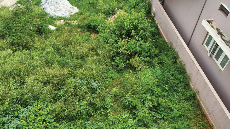 Abundant growth of weeds in vacant site at SBM Colony