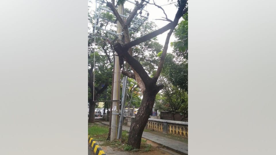 Dried up tree posing danger on Vinoba Road