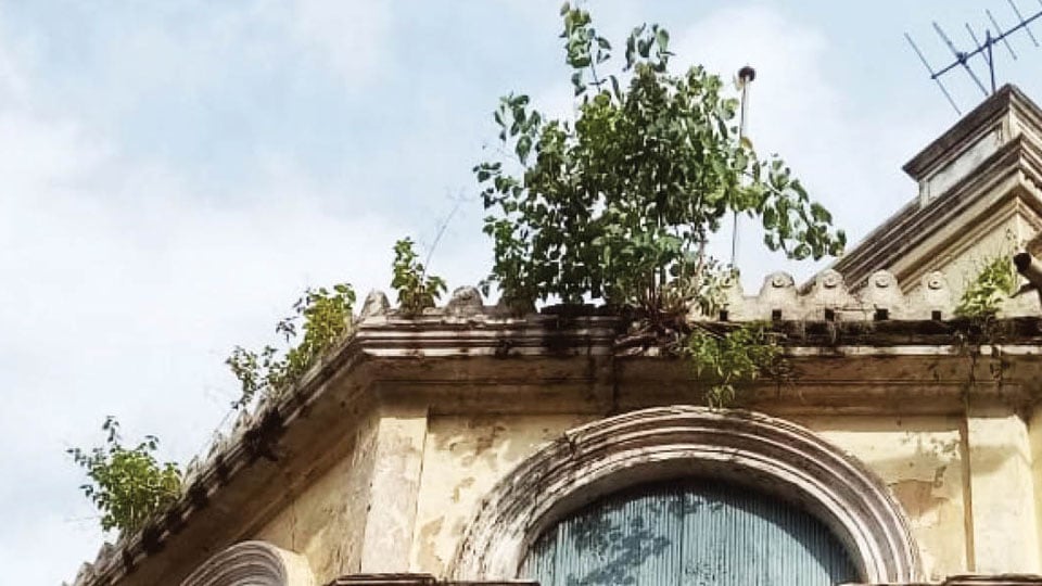 Plants posing danger to Yuvaraja’s College structure