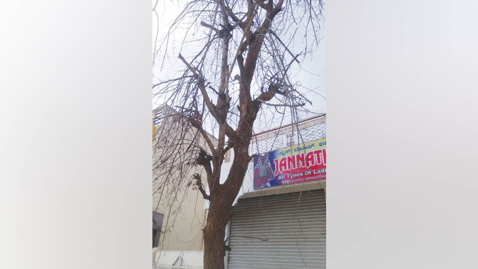 Dried tree posing danger on Rajivnagar Main Road