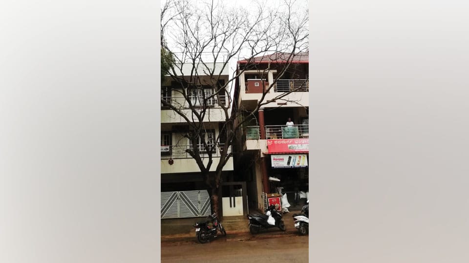 Dried tree posing danger at Vishweshwaranagar
