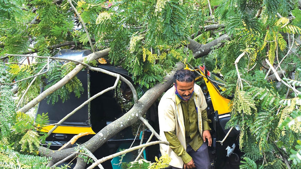 Miraculous escape for passengers, driver as branch falls on auto