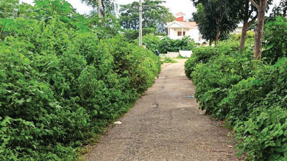 Thirty-feet road at Vijayanagar reduced to five-feet