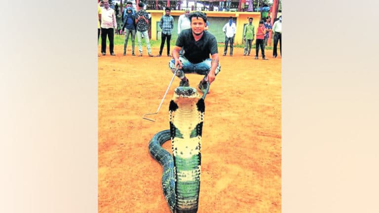 Nearly Ft Long King Cobra Rescued From House Star Of Mysore