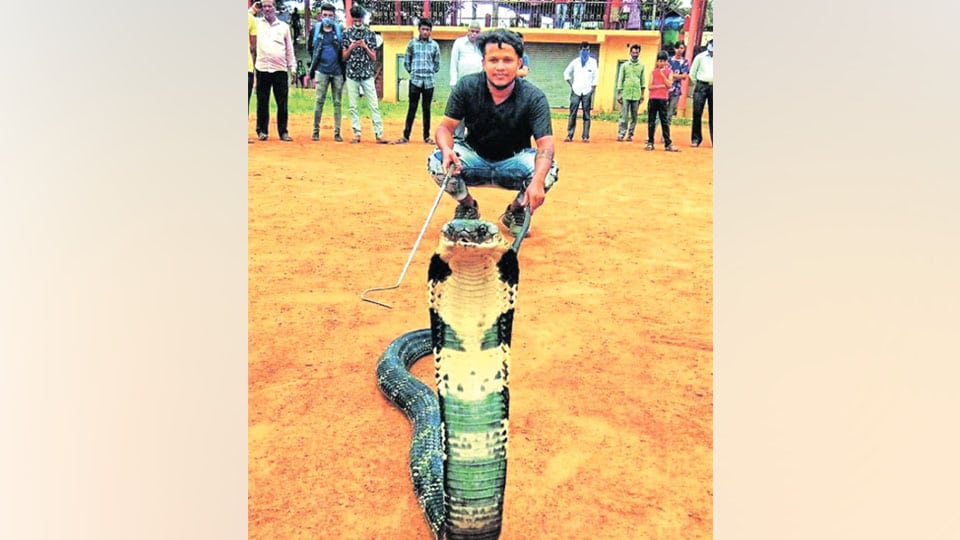 Nearly 10 ft.-long King Cobra rescued from house