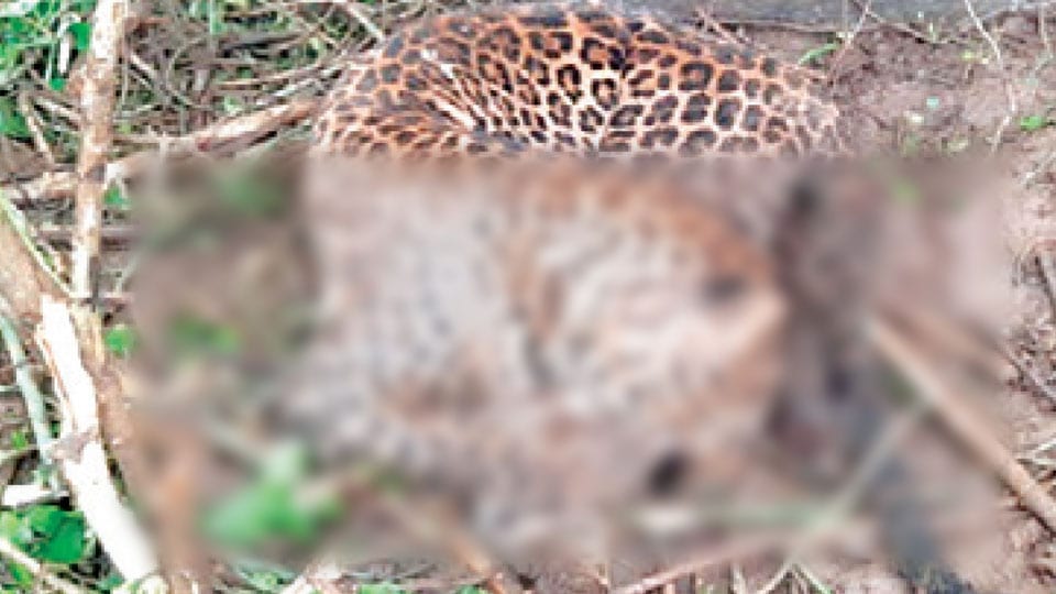 Caught in snare, leopard dies