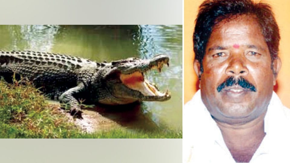 Farmer falls prey to crocodile