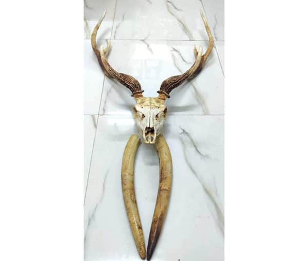 Five arrested for attempting to sell tusks, deer skull and antlers in ...