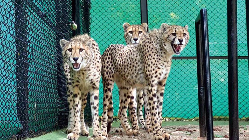 Three Cheetahs arrive at Mysuru Zoo