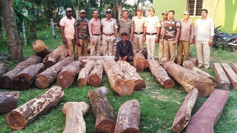 Teak wood logs worth Rs. 8 lakh seized from Bannur saw mill
