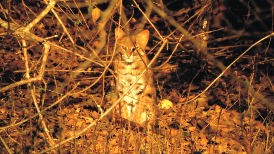 Rare animal spotted at Bandipur Tiger Reserve
