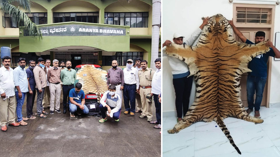 Duo trying to sell tiger pelt arrested; skin, car seized