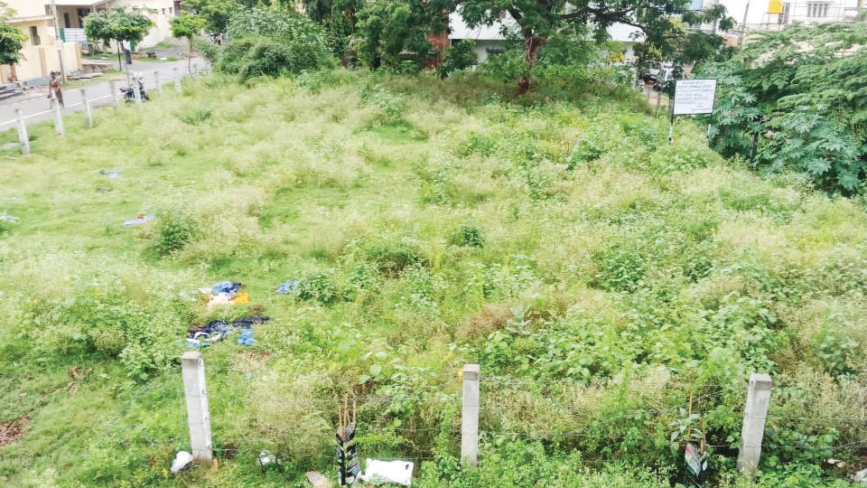 Overgrown bushes and plants in vacant site at N.R. Mohalla needs to be cleared