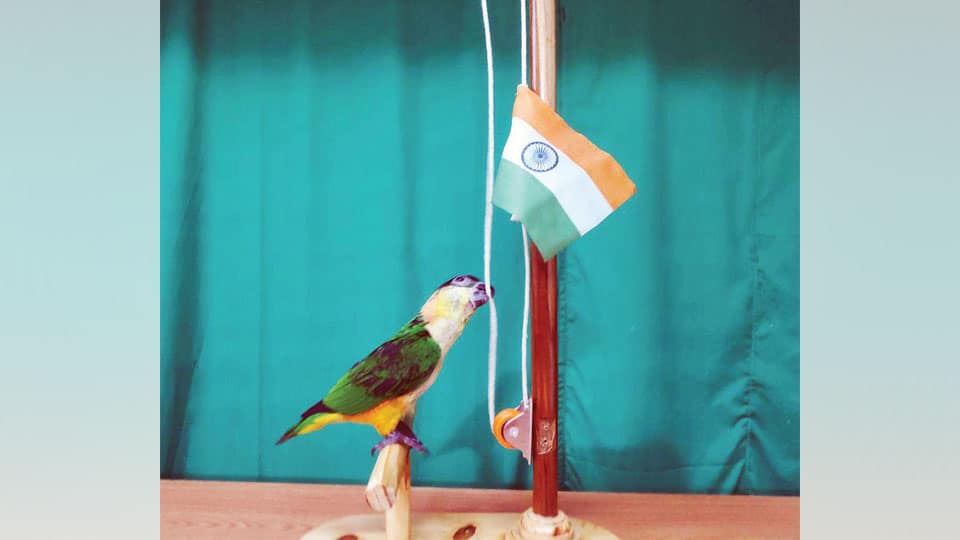 Parrots celebrate I-Day at Sri Ganapathy Ashram
