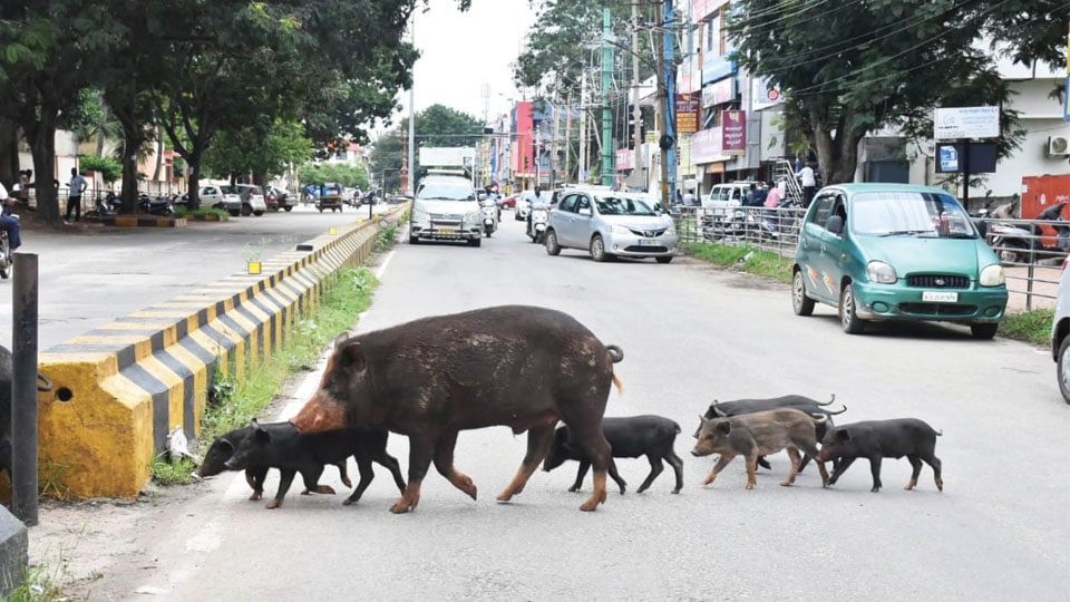 Plea to control pig menace at Saraswathipuram