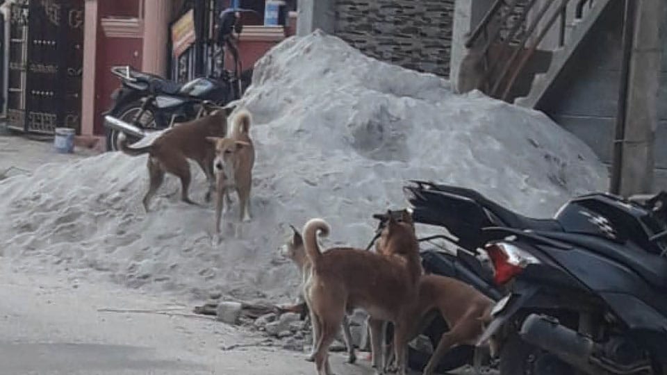Stray dog menace needs to be controlled at Rajivnagar