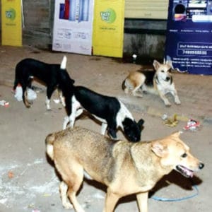 Dog bite & snakebite cases: Hospitals liable for jail terms if care denied