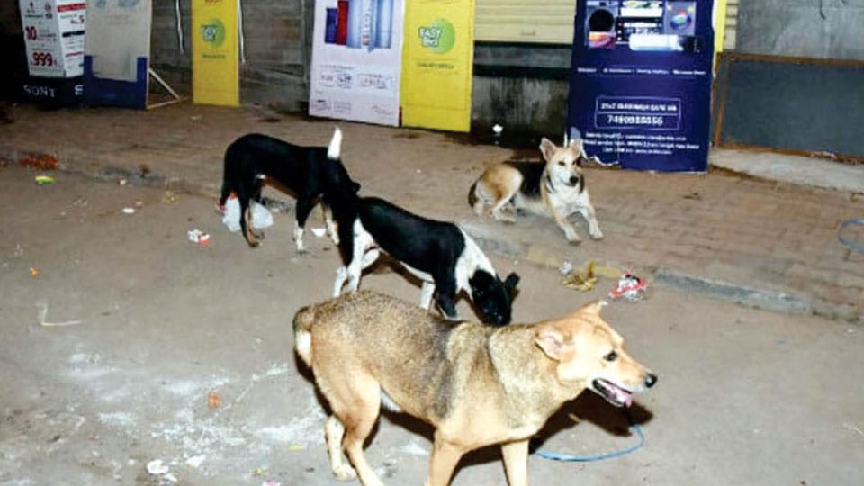 Stray dogs on St. Mary’s Road add to civic woes