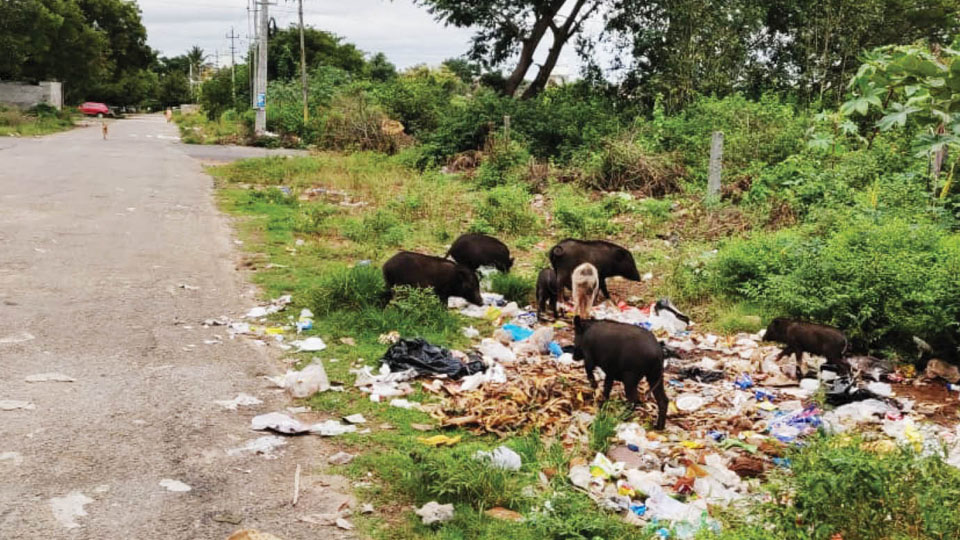 Garbage attracting pigs at Vijayanagar