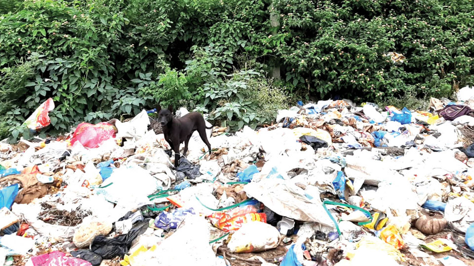 Clear this garbage dump near Bank Employees Colony