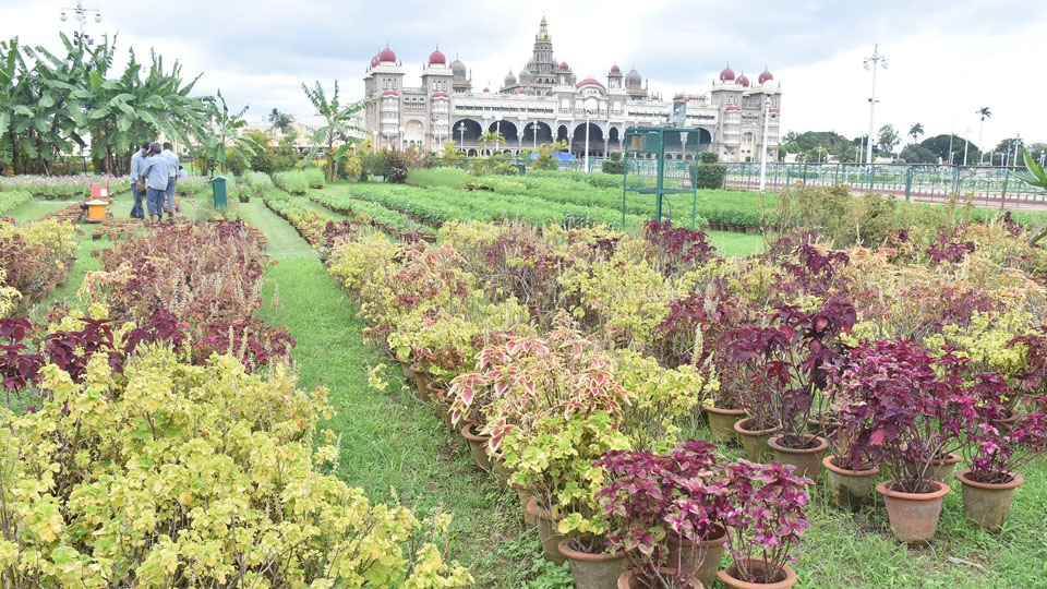 Dasara Flower Show: ZP CEO to chair special meeting on Sept. 1