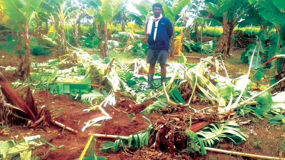 Elephant herd destroys banana plantation at H.D. Kote