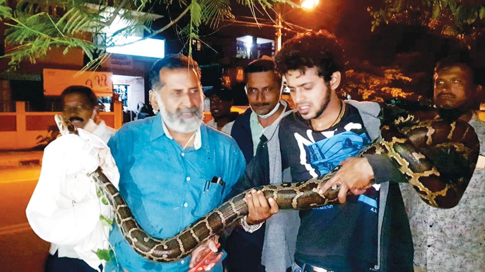 Rock python caught at Kuvempunagar