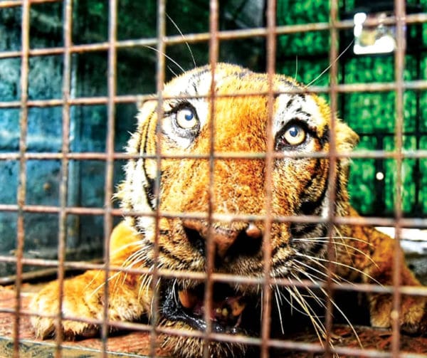 Cattlekilling tiger captured, shifted to Bannerghatta Rehabilitation