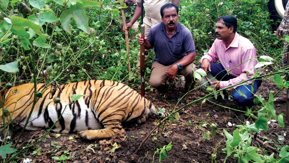 Cattle-killing tiger captured, shifted to Bannerghatta Rehabilitation Centre