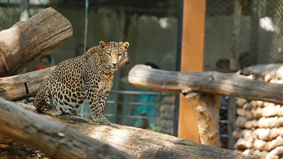 Animal adoption continues at Mysuru Zoo
