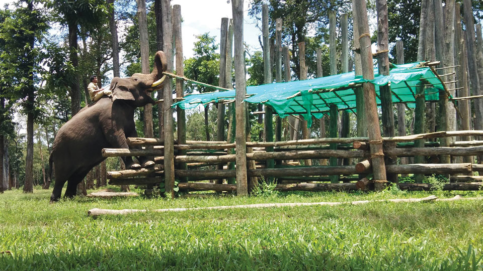 Fearless Abhimanyu had made a pair of huge wild elephants retreat: Former Veterinarian