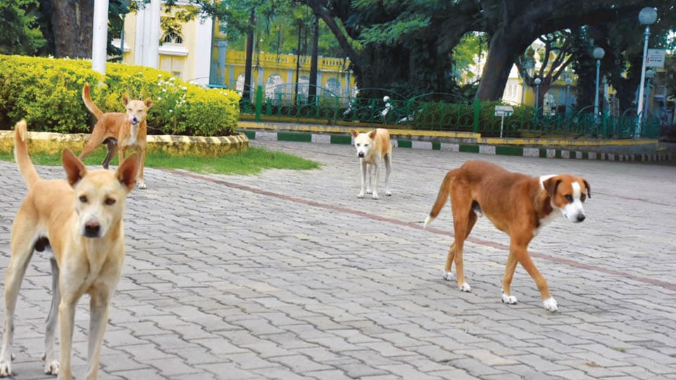 Stray dog menace increasing in city as its population rises