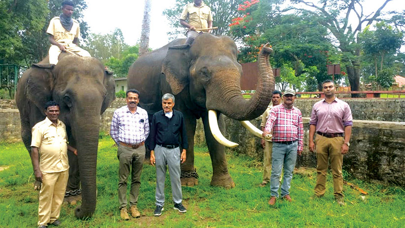 Gopi and "Kumki" elephant Kaveri at Dubare Elephant Camp.
