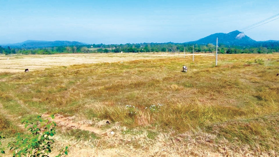KSIIDC lists Kushalnagar airstrip as priority one