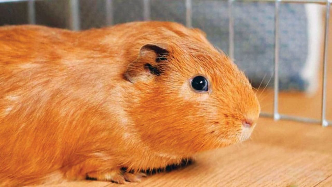 how to keep flies away from guinea pig cage