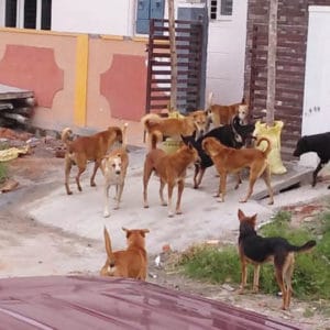 Menace of street dogs: Urgent action required