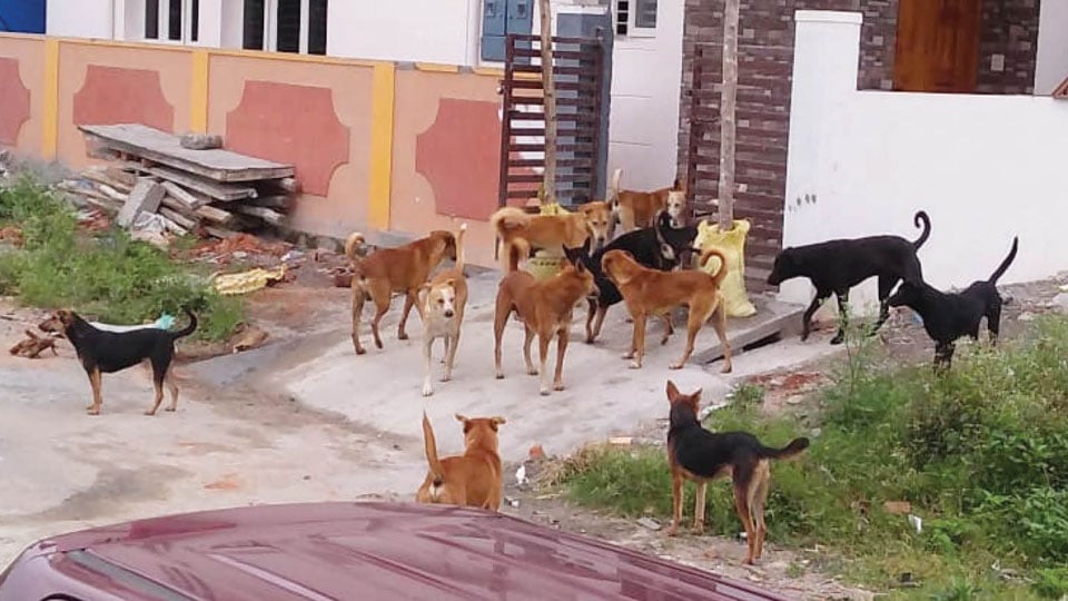 Stray dog menace, a matter of concern at Vijayanagar