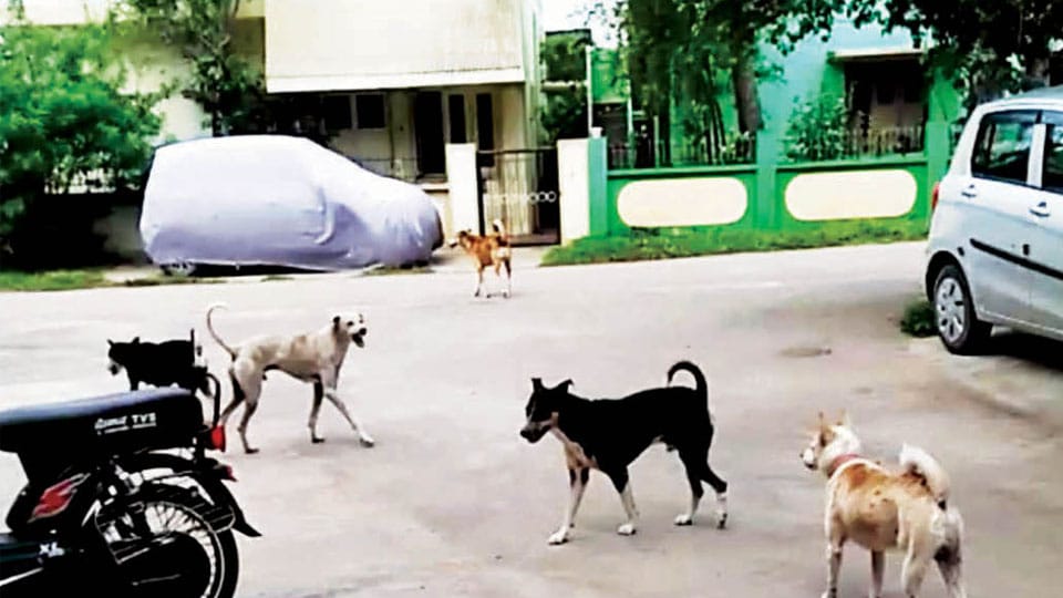 Stray dog menace in residential areas