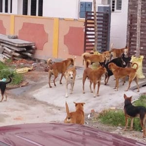 Stray dog menace in Bogadi