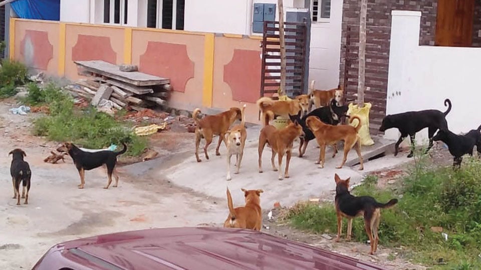 Stray dog menace in Bogadi
