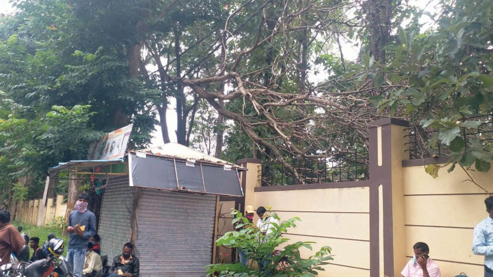 Plea to remove tree branch on electric wire at SJCE campus
