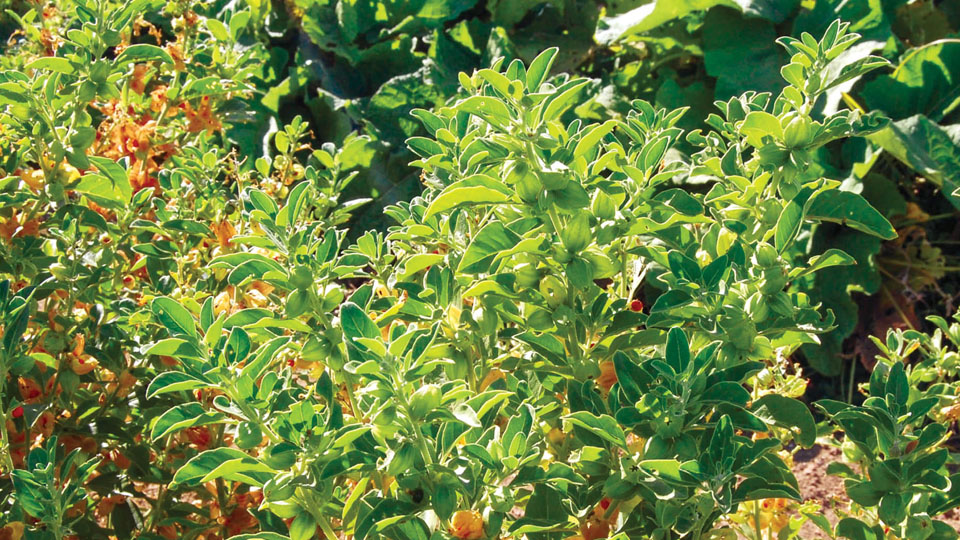 Ashwagandha: The top-notch adaptogenic herb